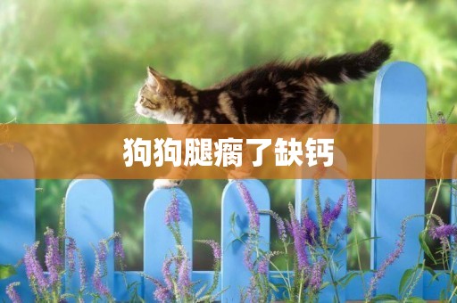 狗狗腿瘸了缺鈣