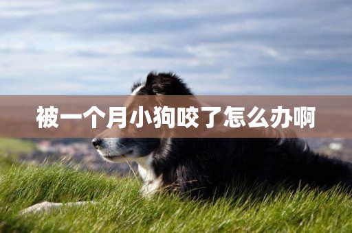 被一個月小狗咬了怎么辦啊
