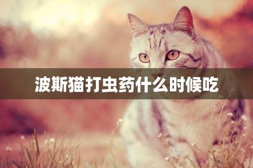 波斯貓打蟲藥什么時候吃