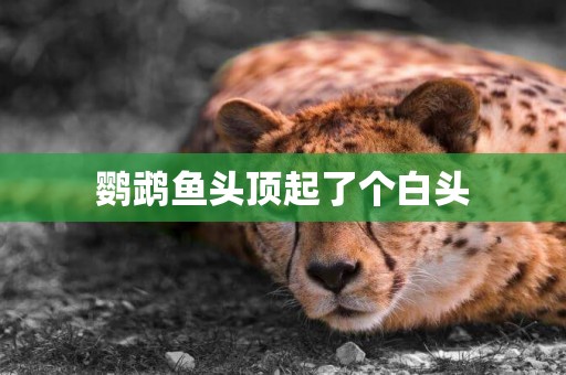 鸚鵡魚頭頂起了個白頭
