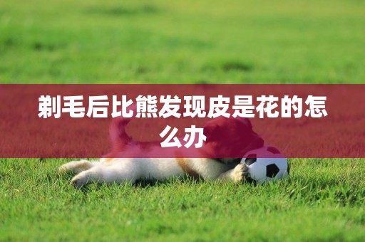 剃毛后比熊發現皮是花的怎么辦