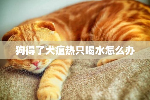 狗得了犬瘟熱只喝水怎么辦
