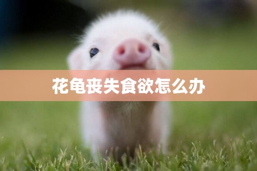 花龜喪失食欲怎么辦