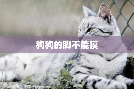 狗狗的腳不能摸