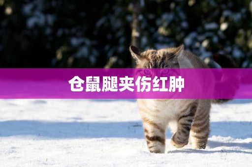 倉鼠腿夾傷紅腫
