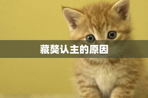 藏獒認主的原因