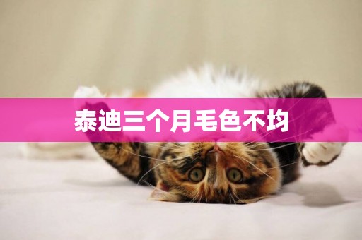 泰迪三個月毛色不均