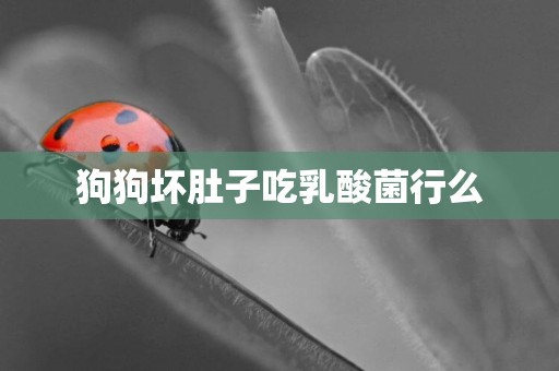 狗狗壞肚子吃乳酸菌行么