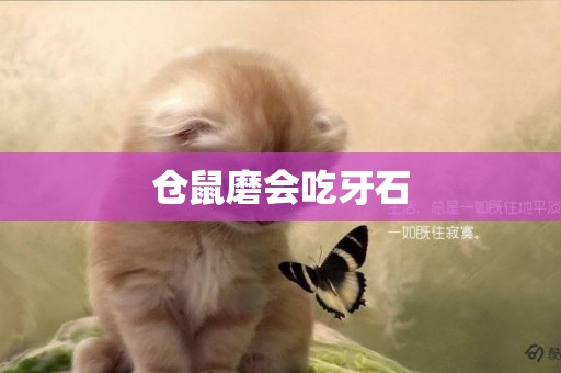 倉鼠磨會吃牙石