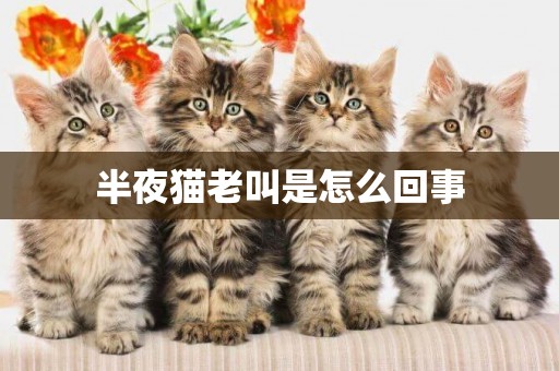 半夜貓老叫是怎么回事