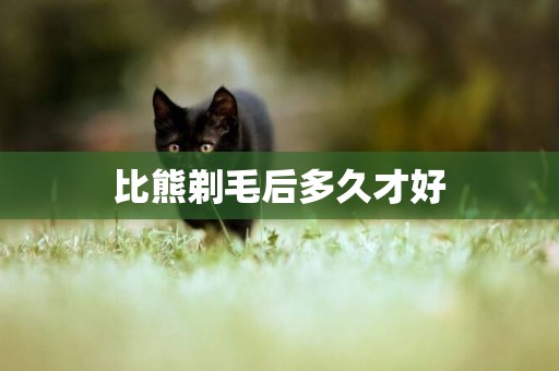 比熊剃毛后多久才好