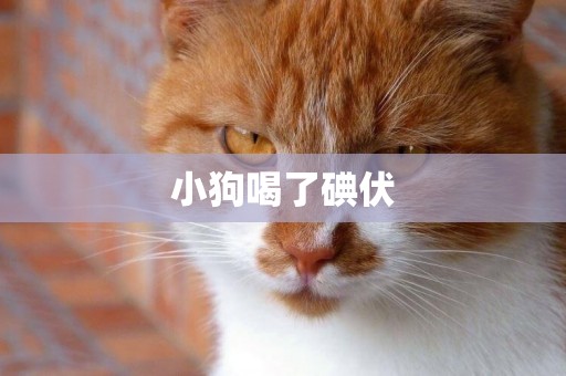 小狗喝了碘伏