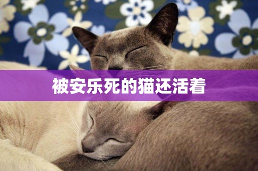 被安樂死的貓還活著