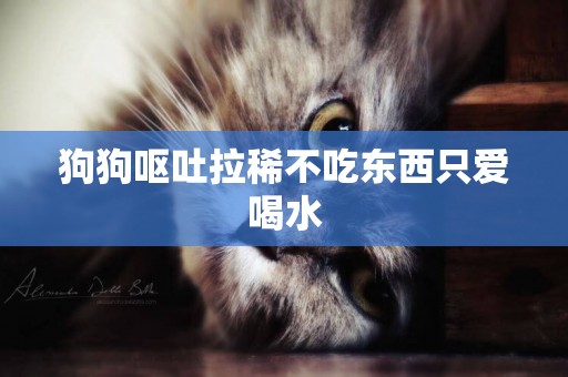 狗狗嘔吐拉稀不吃東西只愛喝水