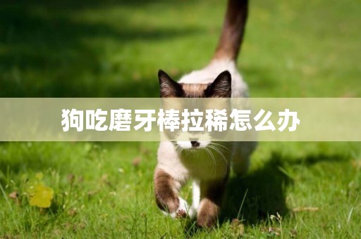 狗吃磨牙棒拉稀怎么辦