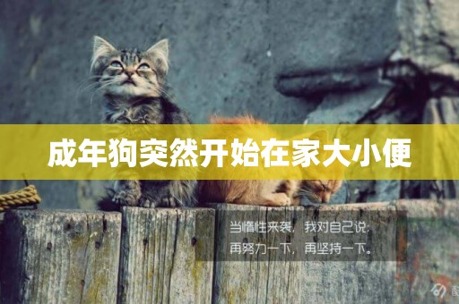 成年狗突然開始在家大小便