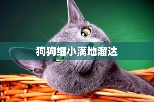 狗狗細小滿地溜達