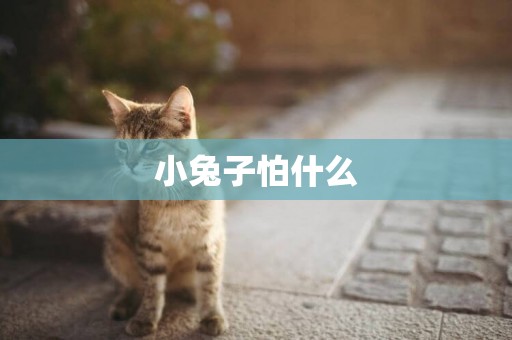 小兔子怕什么