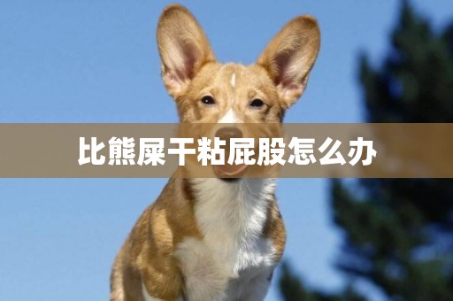 比熊屎干粘屁股怎么辦