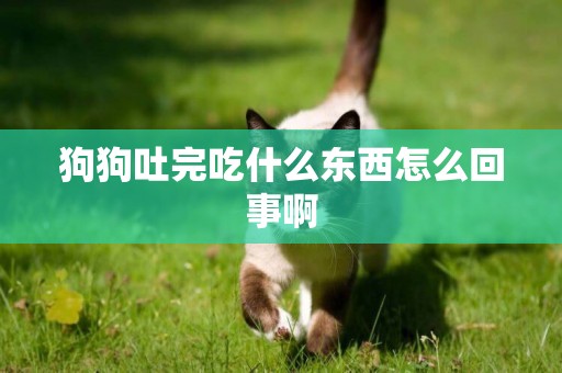 狗狗吐完吃什么東西怎么回事啊