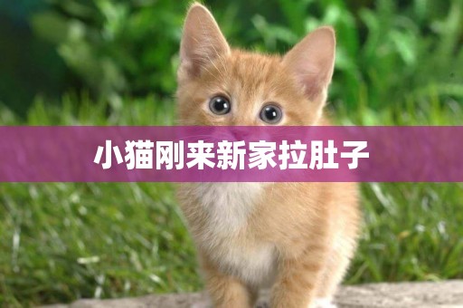 小貓剛來新家拉肚子