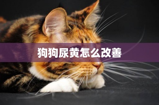 狗狗尿黃怎么改善