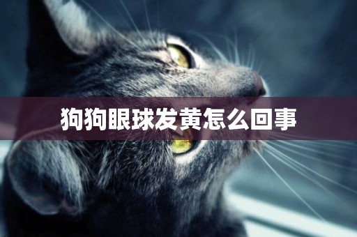 狗狗眼球發黃怎么回事