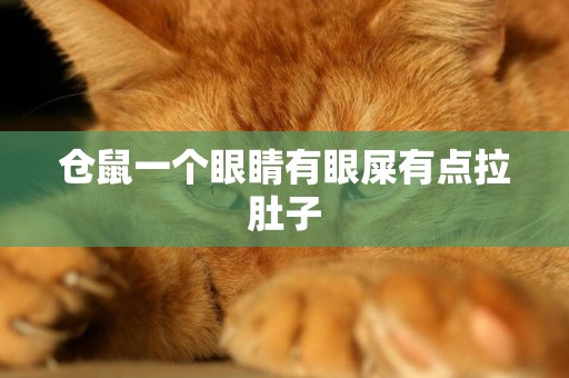 倉鼠一個眼睛有眼屎有點拉肚子