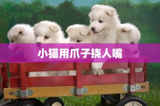 小貓用爪子撓人嘴