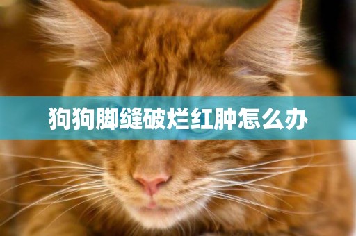 狗狗腳縫破爛紅腫怎么辦