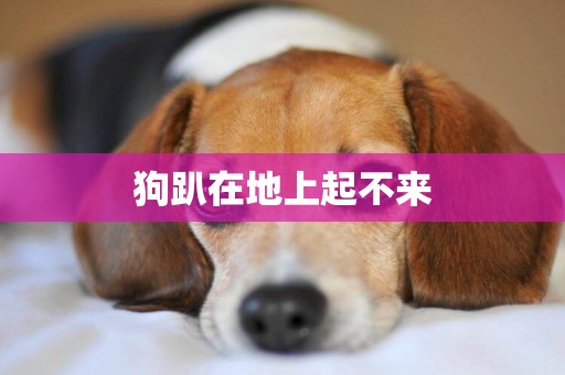 狗趴在地上起不來