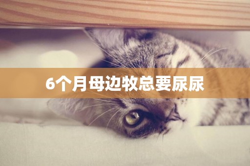 6個月母邊牧總要尿尿