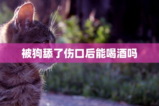 被狗舔了傷口后能喝酒嗎