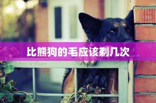 比熊狗的毛應該剃幾次