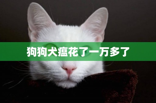狗狗犬瘟花了一萬多了