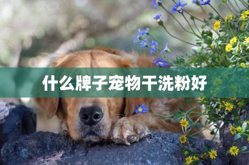 什么牌子寵物干洗粉好