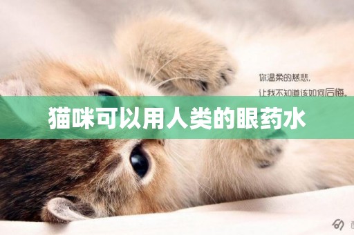 貓咪可以用人類的眼藥水