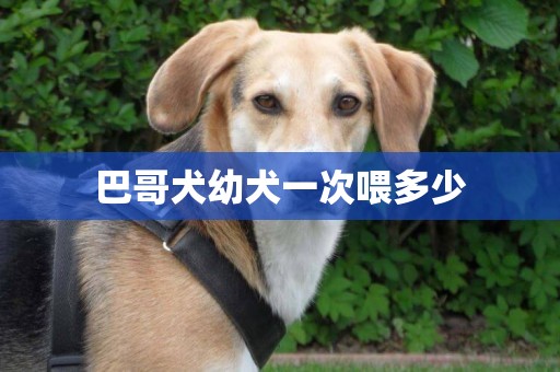 巴哥犬幼犬一次喂多少