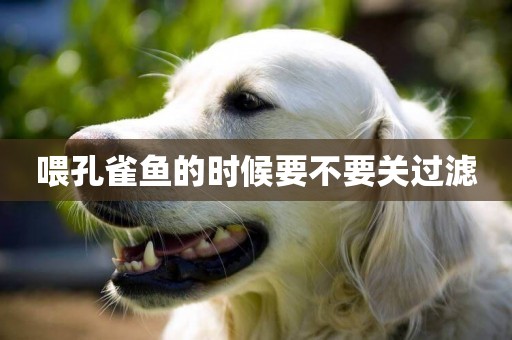 喂孔雀魚的時候要不要關過濾