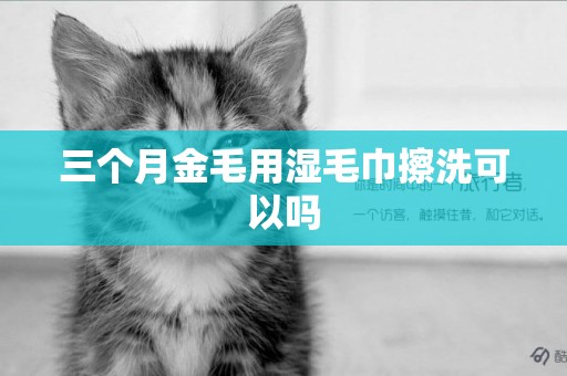 三個月金毛用濕毛巾擦洗可以嗎