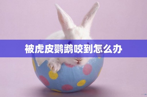 被虎皮鸚鵡咬到怎么辦