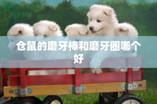 倉鼠的磨牙棒和磨牙圈哪個好