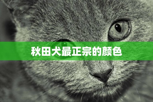 秋田犬最正宗的顏色