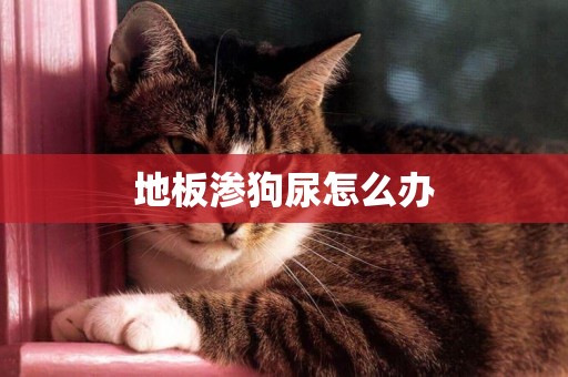 地板滲狗尿怎么辦