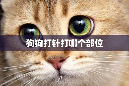 狗狗打針打哪個部位