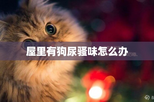 屋里有狗尿騷味怎么辦