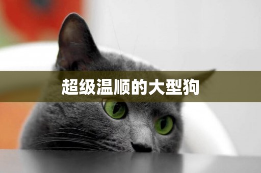超級溫順的大型狗