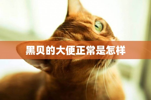 黑貝的大便正常是怎樣