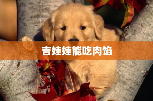 吉娃娃能吃肉餡