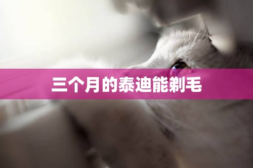 三個月的泰迪能剃毛
